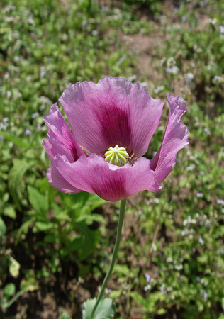 Single wild opium poppy growning in harvested rice field