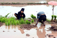 Rice planting